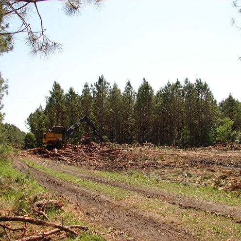 Cat working Trees at a Logging Site